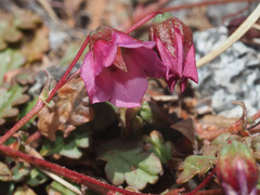 Hermannia coccocarpa