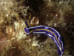 Felimare fontandraui