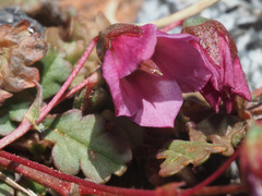 Hermannia coccocarpa