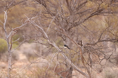 Rhipidura leucophrys leucophrys