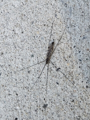 Tipula abdominalis