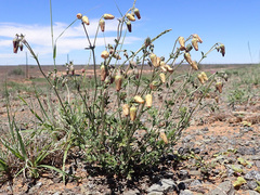 Hermannia grandiflora