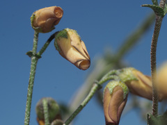 Hermannia grandiflora