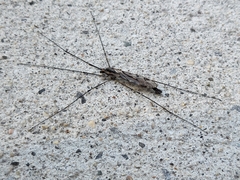 Tipula abdominalis