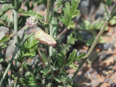 Hermannia grandiflora