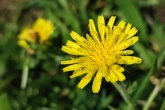 Helminthotheca echioides