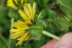 Helminthotheca echioides