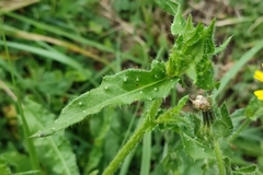 Helminthotheca echioides