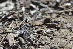 Onychogomphus uncatus