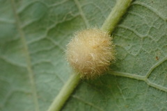 Druon quercusflocci