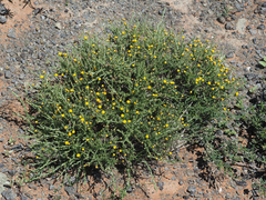 Pentzia incana