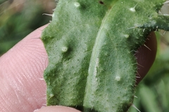 Helminthotheca echioides