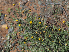 Pentzia incana