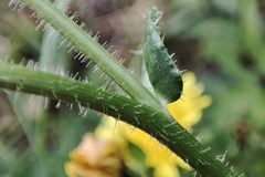 Helminthotheca echioides