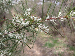 Hakea sericea