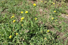 Helminthotheca echioides