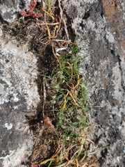 Ornithogalum