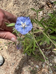 Trichodesma zeylanicum