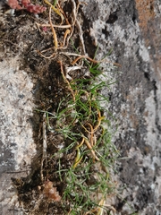 Ornithogalum