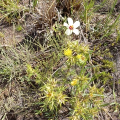 Berkheya pinnatifida stobaeoides