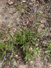 Trichodesma zeylanicum