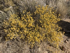 Lasiosiphon polycephalus