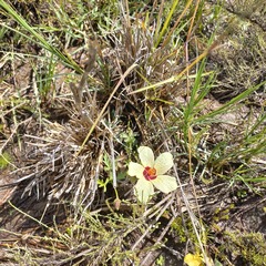 Hibiscus pusillus