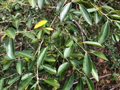Maclura cochinchinensis