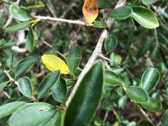 Maclura cochinchinensis