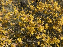 Lasiosiphon polycephalus