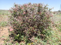 Mestoklema tuberosum