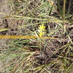 Hypoxis
