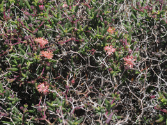 Mestoklema tuberosum