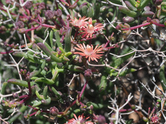 Mestoklema tuberosum