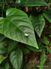 Amphidromus palaceus