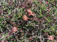 Mestoklema tuberosum