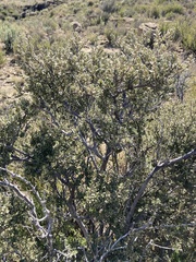 Diospyros austro-africana