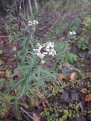 Achillea alpina camtschatica
