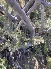 Diospyros austro-africana