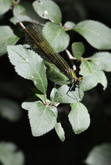 Calopteryx splendens