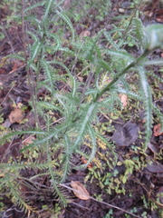 Achillea alpina camtschatica