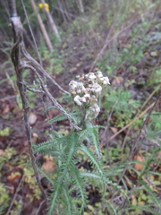Achillea alpina camtschatica