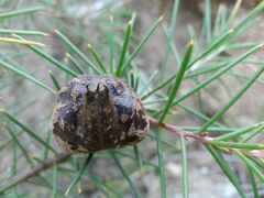 Hakea decurrens