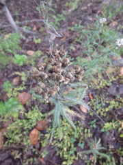 Achillea alpina camtschatica