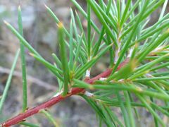 Hakea decurrens