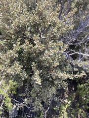 Diospyros austro-africana