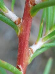 Hakea decurrens