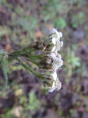 Achillea alpina camtschatica