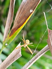 Argiope aemula
