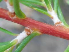 Hakea decurrens